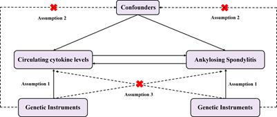 Associations of the circulating levels of cytokines with risk of ankylosing spondylitis: a Mendelian randomization study